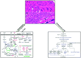 Graphical abstract: The metabolic disturbances of isoproterenol induced myocardial infarction in rats based on a tissue targeted metabonomics