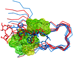 Graphical abstract: Insights into the mechanism of interaction between trehalose-conjugated beta-sheet breaker peptides and Aβ(1–42) fibrils by molecular dynamics simulations