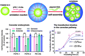 Graphical abstract: Transfection activity and the mechanism of pDNA-complexes based on the hybrid of low-generation PAMAM and branched PEI-1.8k