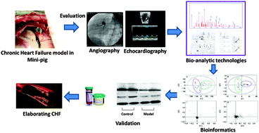 Graphical abstract: Integrated proteomic and metabolomic analysis reveals the NADH-mediated TCA cycle and energy metabolism disorders based on a new model of chronic progressive heart failure