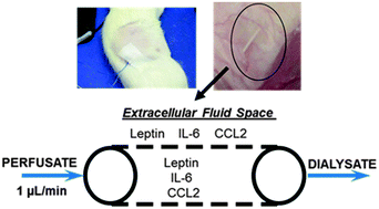 Graphical abstract: In vivo microdialysis sampling of adipokines CCL2, IL-6, and leptin in the mammary fat pad of adult female rats