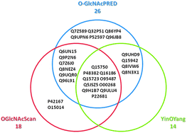 Graphical abstract: O-GlcNAcPRED: a sensitive predictor to capture protein O-GlcNAcylation sites