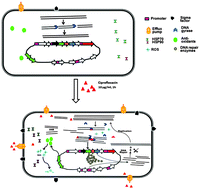 Graphical abstract: Transcriptomic study of ciprofloxacin resistance in Streptomyces coelicolor A3(2)