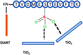 Graphical abstract: Cost-effective isobaric tagging for quantitative phosphoproteomics using DiART reagents