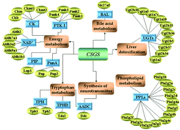 Graphical abstract: Hippocampus and serum metabolomic studies to explore the regulation of Chaihu-Shu-Gan-San on metabolic network disturbances of rats exposed to chronic variable stress