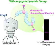 Graphical abstract: Gp10 based-thioetherification (10BASEd-T) on a displaying library peptide of bacteriophage T7