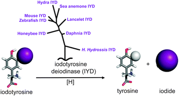 Graphical abstract: Iodotyrosine deiodinase: a unique flavoprotein present in organisms of diverse phyla