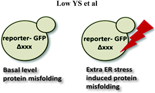 Graphical abstract: Kinetochore genes are required to fully activate secretory pathway expansion in S. cerevisiae under induced ER stress