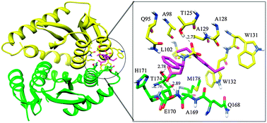 Graphical abstract: Blocking the interaction between HIV-1 integrase and human LEDGF/p75: mutational studies, virtual screening and molecular dynamics simulations