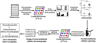 Graphical abstract: Multilectin-assisted fractionation for improved single-dot tissue glycome profiling in clinical glycoproteomics