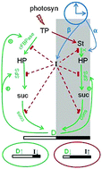 Graphical abstract: Adjustment of carbon fluxes to light conditions regulates the daily turnover of starch in plants: a computational model