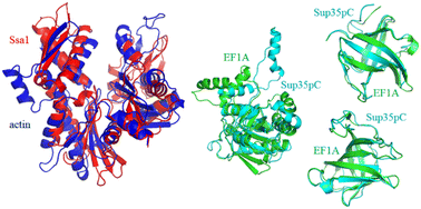 Graphical abstract: A putative role of the Sup35p C-terminal domain in the cytoskeleton organization during yeast mitosis