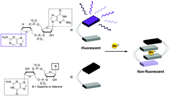 Graphical abstract: A cyclic dinucleotide containing 2-aminopurine is a general fluorescent sensor for c-di-GMP and 3′,3′-cGAMP