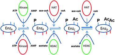 Graphical abstract: Are proteins a redundant ontology? Epistemological limitations in the analysis of multistate species