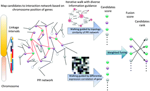 Graphical abstract: Prioritization of candidate disease genes by enlarging the seed set and fusing information of the network topology and gene expression