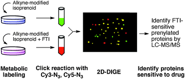 Graphical abstract: A combination of metabolic labeling and 2D-DIGE analysis in response to a farnesyltransferase inhibitor facilitates the discovery of new prenylated proteins