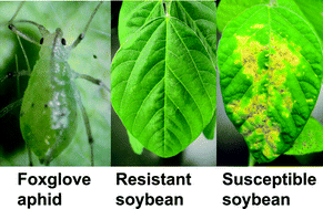 Graphical abstract: Comparative metabolite profiling of foxglove aphids (Aulacorthum solani Kaltenbach) on leaves of resistant and susceptible soybean strains