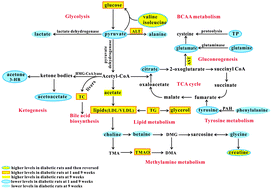 Graphical abstract: Systemic and characteristic metabolites in the serum of streptozotocin-induced diabetic rats at different stages as revealed by a 1H-NMR based metabonomic approach