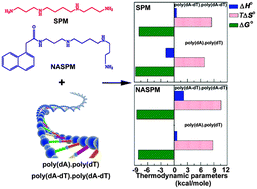 Graphical abstract: Probing the interaction of spermine and 1-naphthyl acetyl spermine with DNA polynucleotides: a comparative biophysical and thermodynamic investigation