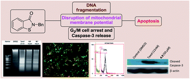 Graphical abstract: Benzisothiazolones arrest the cell cycle at the G2/M phase and induce apoptosis in HeLa cells