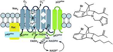 Graphical abstract: Bridged tetrahydroisoquinolines as selective NADPH oxidase 2 (Nox2) inhibitors