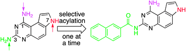 Graphical abstract: Discovery of a potent anti-tumor agent through regioselective mono-N-acylation of 7H-pyrrolo[3,2-f]quinazoline-1,3-diamine