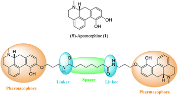 Graphical abstract: Synthesis, functional and binding profile of (R)-apomorphine based homobivalent ligands targeting the dopamine D2 receptor