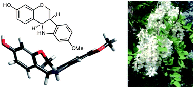 Graphical abstract: Synthesis of chromenoindole derivatives from Robinia pseudoacacia