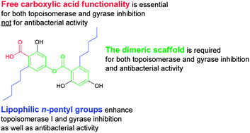 Graphical abstract: Synthesis and antibacterial evaluation of anziaic acid and its analogues as topoisomerase I inhibitors