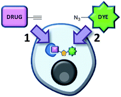 Graphical abstract: Target validation using in-cell small molecule clickable imaging probes