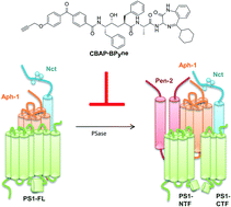 Graphical abstract: Development of CBAP-BPyne, a probe for γ-secretase and presenilinase