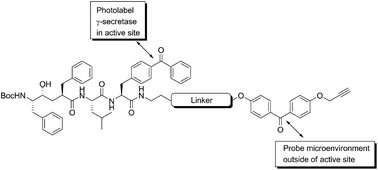 Graphical abstract: Investigating γ-secretase protein interactions in live cells using active site-directed clickable dual-photoaffinity probes