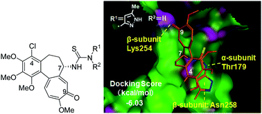 Graphical abstract: 4-Chlorocolchicine derivatives bearing a thiourea side chain at the C-7 position as potent anticancer agents