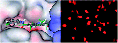 Graphical abstract: The effect of a thieno[2,3-b]pyridine PLC-γ inhibitor on the proliferation, morphology, migration and cell cycle of breast cancer cells