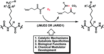 Graphical abstract: The chemistry and biology of the α-ketoglutarate-dependent histone Nε-methyl-lysine demethylases