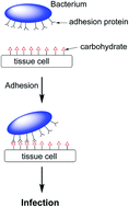 Graphical abstract: Towards bacterial adhesion-based therapeutics and detection methods