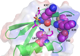 Graphical abstract: Discovery of small molecule inhibitors targeting the SUMO–SIM interaction using a protein interface consensus approach