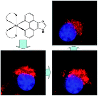 Graphical abstract: Identification of fluorescent ruthenium complexes containing imidazole derivatives as a new class of apoptosis inducers by living cell real-time imaging