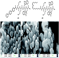 Graphical abstract: Antimicrobial activity and mode of action of novel, N-terminal tagged tetra-peptidomimetics