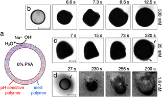 Graphical abstract: Expansion and rupture of charged microcapsules