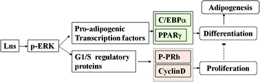 Graphical abstract: Lanthanides inhibit adipogenesis with promotion of cell proliferation in 3T3-L1 preadipocytes