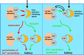 Graphical abstract: Improved selectivity of ZnNa3DTPA vs. Na5DTPA to abstract Cd2+ from plasma proteins in vitro