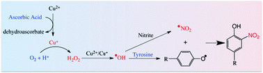 Graphical abstract: Antioxidant promotion of tyrosine nitration in the presence of copper(ii)