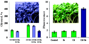 Graphical abstract: Effect of Cd(ii) and Se(iv) exposure on cellular distribution of both elements and concentration levels of glyoxal and methylglyoxal in Lepidium sativum