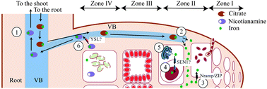 Graphical abstract: Iron distribution through the developmental stages of Medicago truncatula nodules