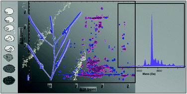 Graphical abstract: Diversity and distribution of plant metallothioneins: a review of structure, properties and functions