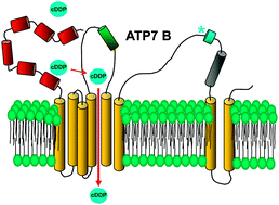 Graphical abstract: The role of metal binding and phosphorylation domains in the regulation of cisplatin-induced trafficking of ATP7B