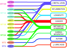 Graphical abstract: Metallothionein polymorphisms in pathological processes