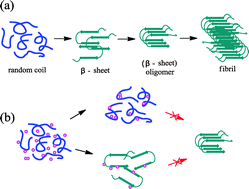 Graphical abstract: Ruthenium complexes as novel inhibitors of human islet amyloid polypeptide fibril formation