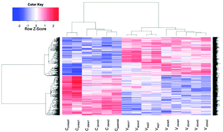 Graphical abstract: Sodium metavanadate exhibits carcinogenic tendencies in vitro in immortalized human bronchial epithelial cells